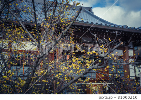 京都市左京区にある大蓮寺の蝋梅を撮影 81000210