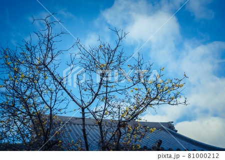 京都市左京区にある大蓮寺の蝋梅を撮影 81000212