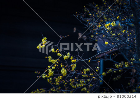 京都市左京区にある大蓮寺の蝋梅を撮影 81000214