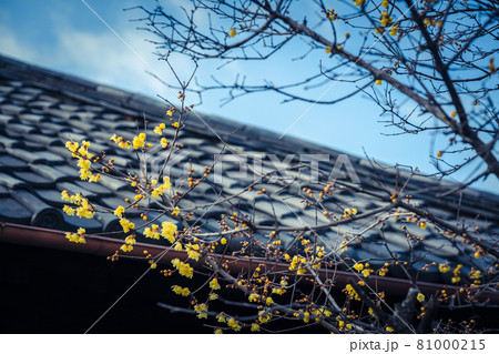 京都市左京区にある大蓮寺の蝋梅を撮影 京都市左京区にある大蓮寺の蝋梅を撮影 81000215