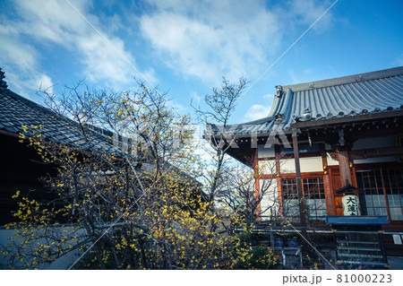 京都市左京区にある大蓮寺の蝋梅を撮影 81000223