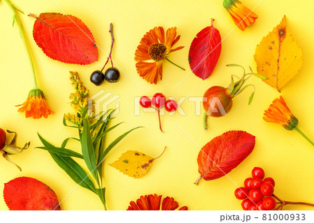 Autumn floral composition. Plants viburnum rowan berries dogrose fresh flowers colorful leaves isolated on yellow background. Fall natural plants ecology wallpaper concept. Flat lay, top view 81000933