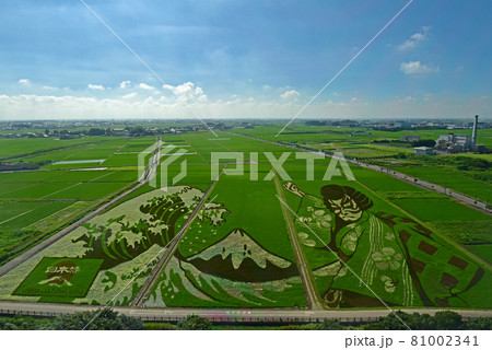埼玉県　行田市　古代蓮の里　田んぼアート 81002341