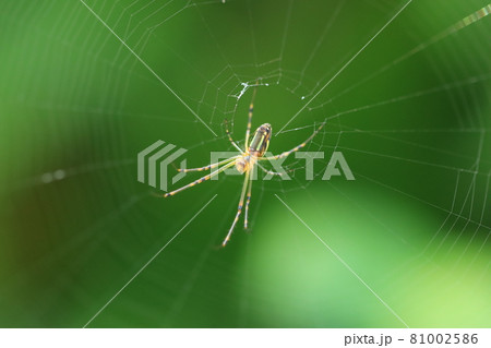 お尻から糸を出すジョロウグモ 81002586