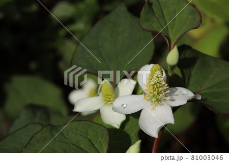 ドクダミの花 81003046