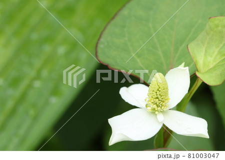 ドクダミの花 ドクダミの花 81003047