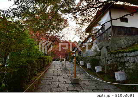曼殊院の紅葉 曼殊院の紅葉 81003091
