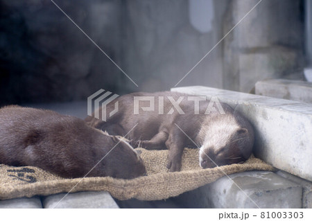 2匹向き合って眠るカワウソ 2匹向き合って眠るカワウソ 81003303