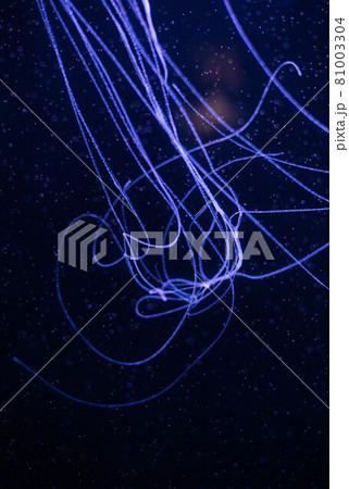 青く光るクラゲの触覚 青く光るクラゲの触覚 81003304