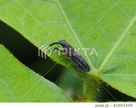 アイノカツオゾウムシ アイノカツオゾウムシ 81003309