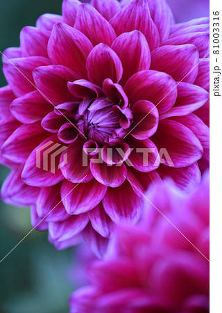 ダリアの写真素材 ダリアの写真素材