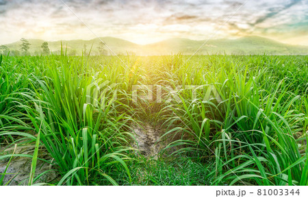 Agriculture, Sugarcane field at sunset. sugarcane is a grass of poaceae family. Agriculture, Sugarcane field at sunset. sugarcane is a grass of poaceae family. 81003344