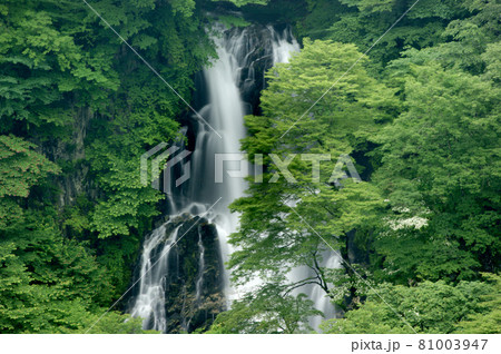 初夏の日光・緑の木々と霧降滝 初夏の日光・緑の木々と霧降滝 81003947