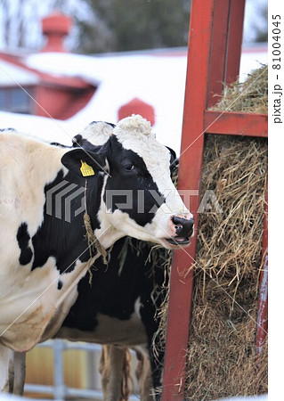 冬の牧場・北海道 冬の牧場・北海道 81004045