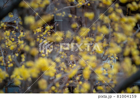 京都市左京区にある大蓮寺の蝋梅を撮影 81004159