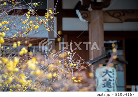 京都市左京区にある大蓮寺の蝋梅を撮影 81004167