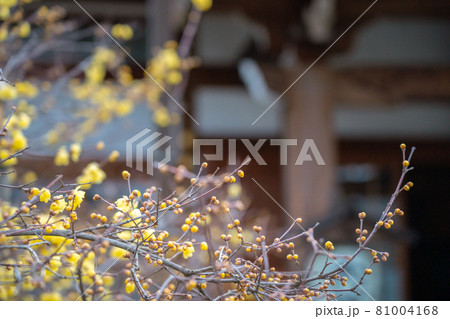 京都市左京区にある大蓮寺の蝋梅を撮影 京都市左京区にある大蓮寺の蝋梅を撮影 81004168