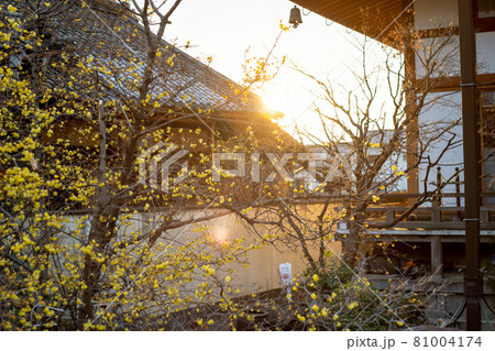 京都市左京区にある大蓮寺の蝋梅を撮影 81004174