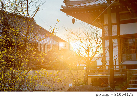 京都市左京区にある大蓮寺の蝋梅を撮影 81004175