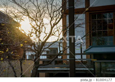 京都市左京区にある大蓮寺の蝋梅を撮影 81004177