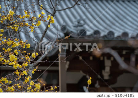 京都市左京区にある大蓮寺の蝋梅を撮影 81004185
