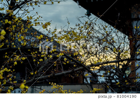 京都市左京区にある大蓮寺の蝋梅を撮影 京都市左京区にある大蓮寺の蝋梅を撮影 81004190