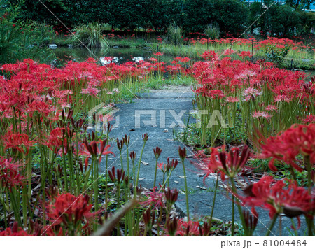 大智寺 彼岸花 2018 大智寺 彼岸花 2018 81004484