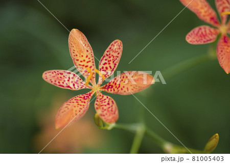 オレンジ色のヒオウギの花が咲いています。学名はIris domesticaです。 オレンジ色のヒオウギの花が咲いています。学名はIris domesticaです。 81005403
