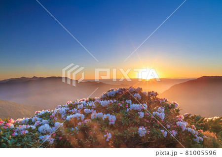 ツツジ つつじ 躑躅 81005596