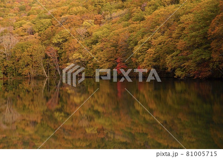 青森県 蔦の七沼の紅葉 秘境赤沼の湖面 青森県 蔦の七沼の紅葉 秘境赤沼の湖面 81005715