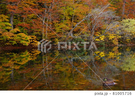 青森県 蔦の七沼の紅葉 秘境赤沼の湖面 81005716