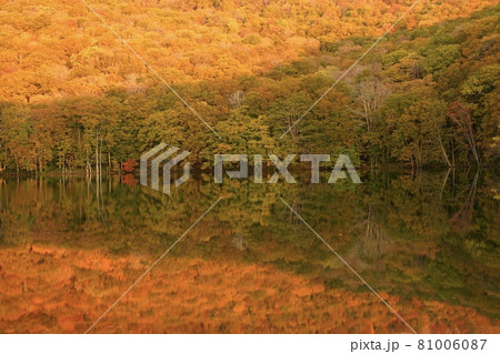 青森県 蔦沼の紅葉 81006087