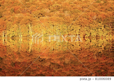 青森県 蔦沼の紅葉 青森県 蔦沼の紅葉 81006089