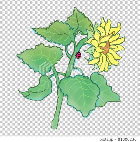 天道虫がついている横向きの向日葵 ひまわり てんとう虫のイラスト素材