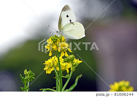 菜の花から吸蜜するモンシロチョウ 菜の花から吸蜜するモンシロチョウ 81006244