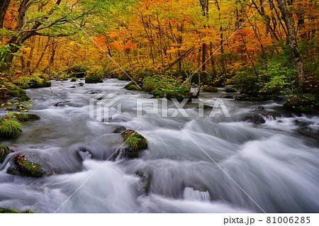 青森県 奥入瀬渓流の紅葉 青森県 奥入瀬渓流の紅葉 81006285