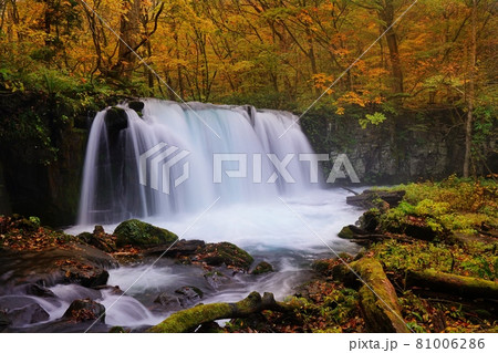 青森県 奥入瀬渓流の紅葉 81006286