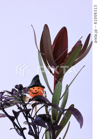 ハロウィンイメージ 81006315