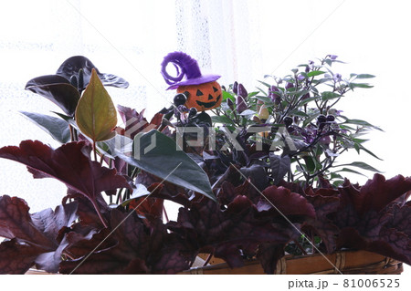 ハロウィンイメージ ハロウィンイメージ 81006525