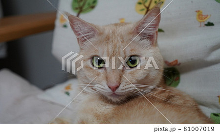 コチラを見る猫 桃太郎 コチラを見る猫 桃太郎 81007019