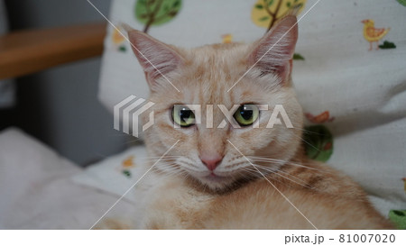 コチラを見る猫　桃太郎 81007020