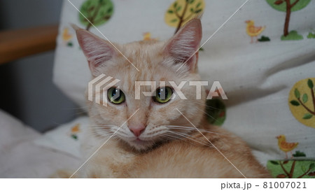 コチラを見る猫 桃太郎 コチラを見る猫 桃太郎 81007021