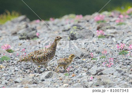 雷鳥親子とコマクサ 81007343