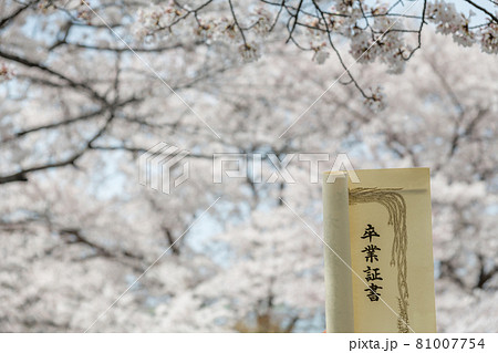 【卒業イメージ 満開の桜と卒業証書】 【卒業イメージ 満開の桜と卒業証書】 81007754