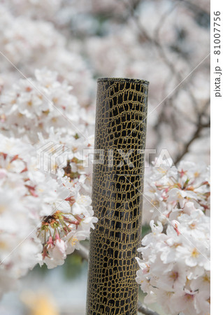 【卒業イメージ　満開の桜と卒業証書を入れる筒】 81007756