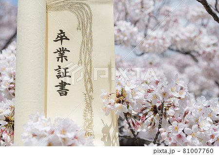 【卒業イメージ　満開の桜と卒業証書】 81007760