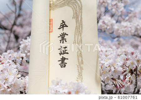 【卒業イメージ　満開の桜と卒業証書】 81007761