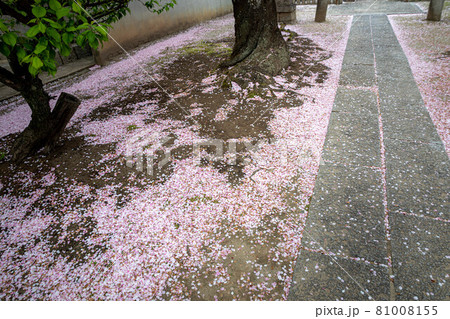 妙顕寺の春、慶中大菩薩へと続く参道の地面に桜の花びらが降り積もる 妙顕寺の春、慶中大菩薩へと続く参道の地面に桜の花びらが降り積もる 81008155