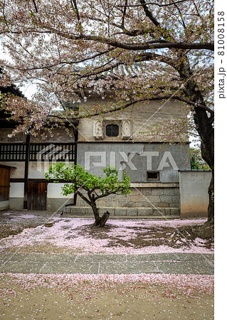 妙顕寺の春、土蔵の建つ参道の地面に桜の花びらが降り積もる 妙顕寺の春、土蔵の建つ参道の地面に桜の花びらが降り積もる 81008158
