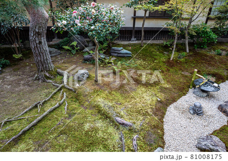 妙顕寺の春、酒井抱一に由来する「五色椿と松の庭」 81008175